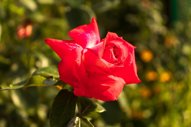 rosas rojas en el jardín de cerca