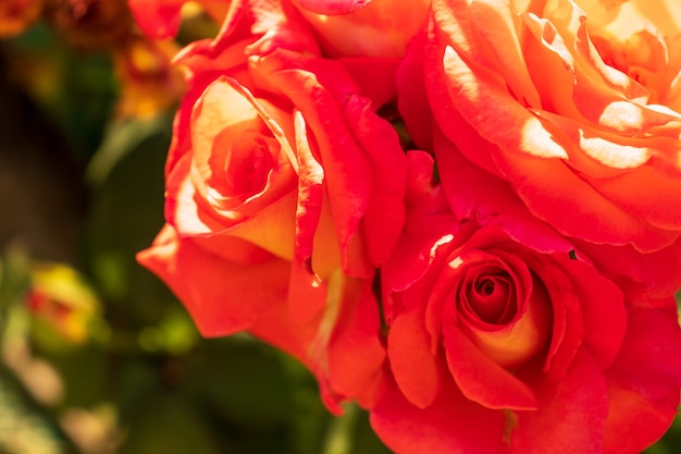 rosas rojas en el jardín de cerca