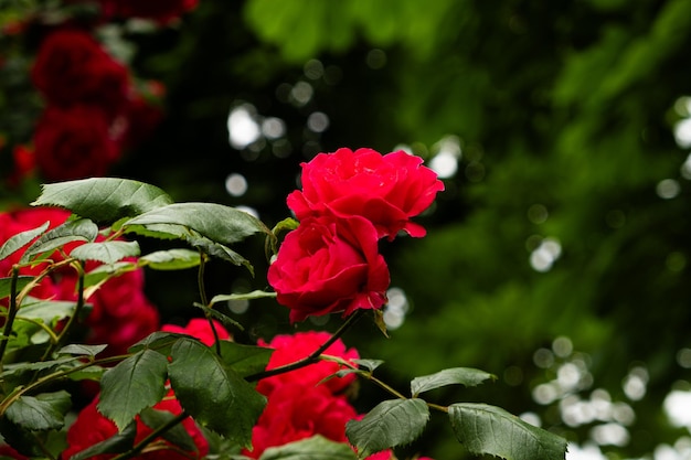 Rosas rojas en el jardín Hermosas tarjetas de felicitación jardinería y cultivo de rosas