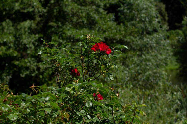 Rosas rojas en el jardín verde