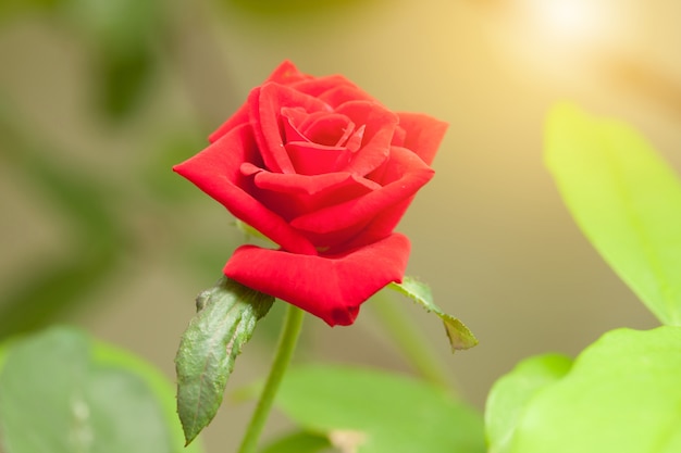 Rosas rojas en el jardín verde