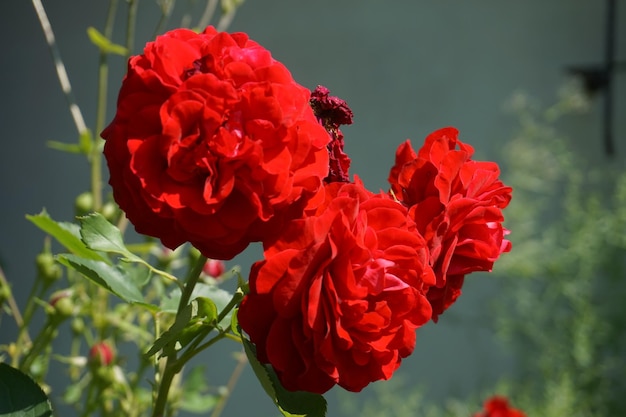 Rosas rojas en el jardín