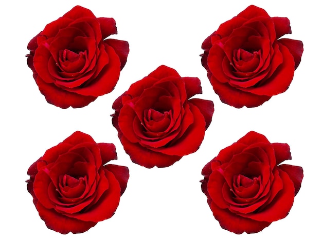 Rosas rojas y pétalos de rosa sobre fondo blanco Concepto del día de San Valentín