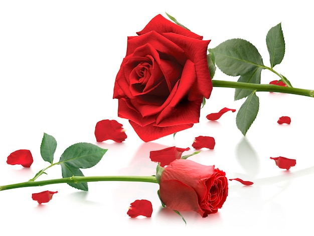Foto rosas rojas y pétalos de rosa sobre fondo blancoconcepto de día de san valentín