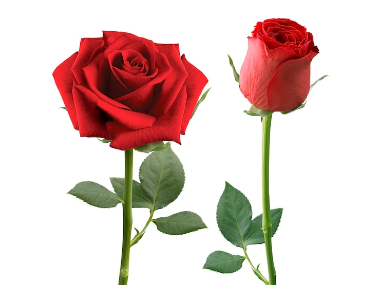 Foto rosas rojas y pétalos de rosa sobre fondo blancoconcepto de día de san valentín