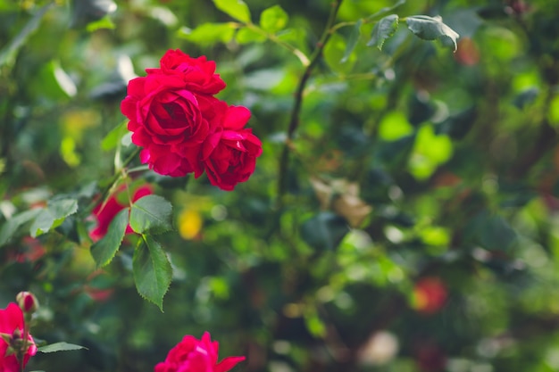 Rosas rojas que florecen en un jardín de verano