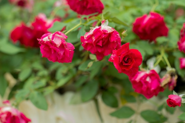 Rosas rojas en rama