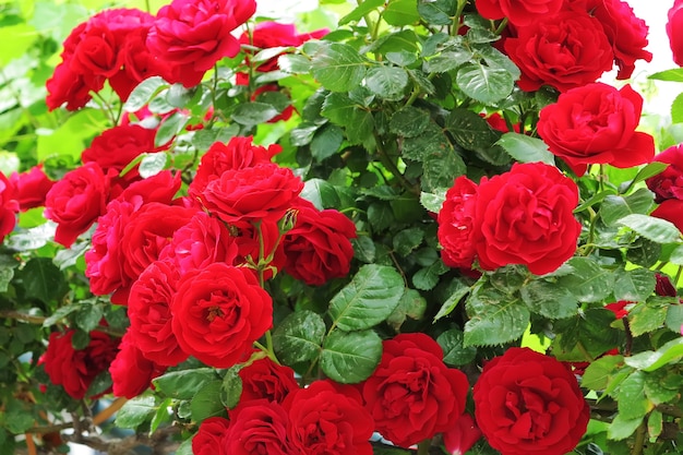 Rosas rojas silvestres