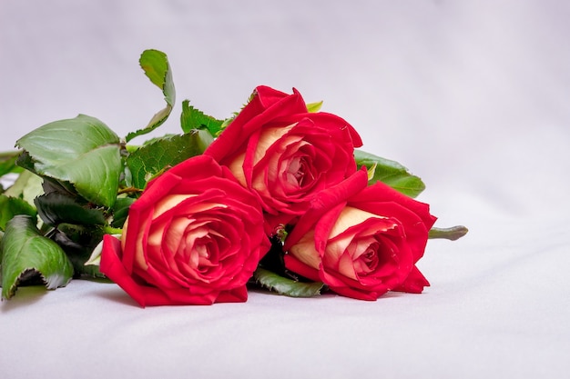 Foto rosas rojas sobre un fondo blanco. flores para saludos con la fiesta. vende rosas y otras flores_