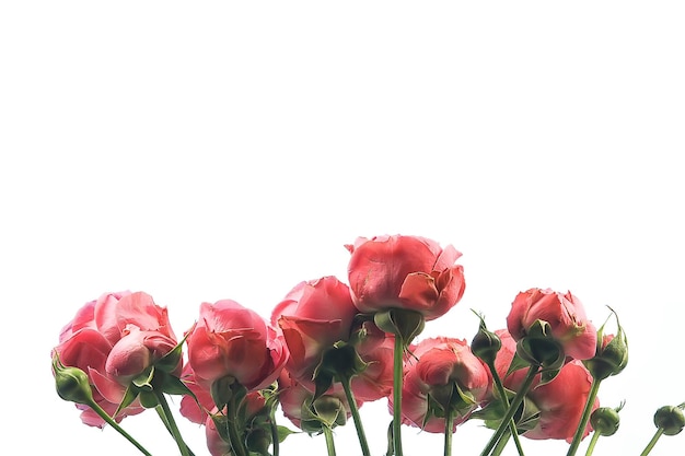 rosas rojas sobre un fondo blanco / un grupo de rosas, un marco de flores, diseño de verano