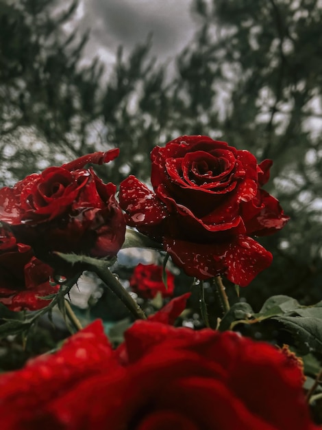 rosas rojas sobre un fondo de pistas de gotas de agua