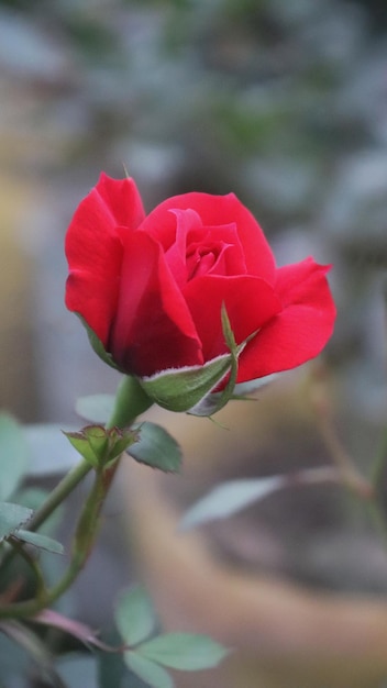 Las rosas rojas son el ángulo del brote de las flores.