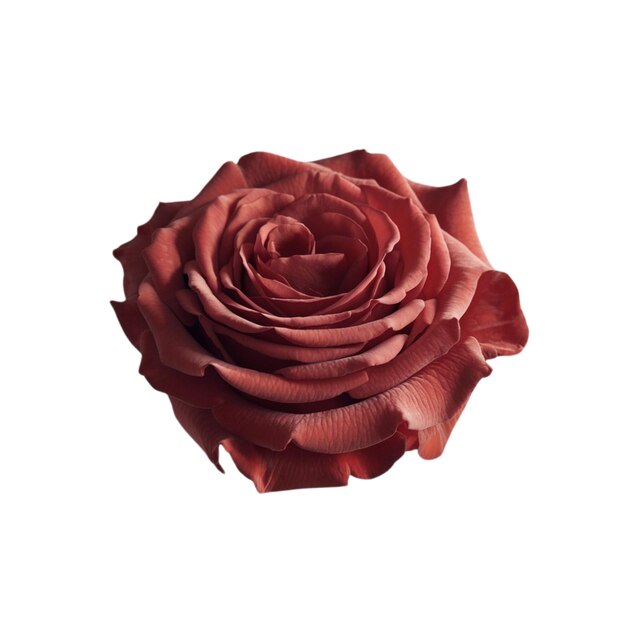 rosas rojas sin tallo sobre un fondo blanco Se puede usar como diseño gráfico