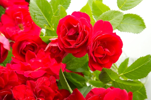 rosas rojas