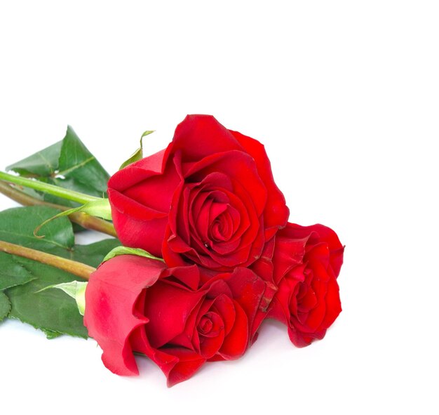 rosas rojas