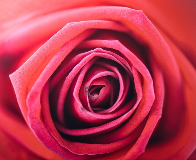 rosas románticas de primer plano para el fondo