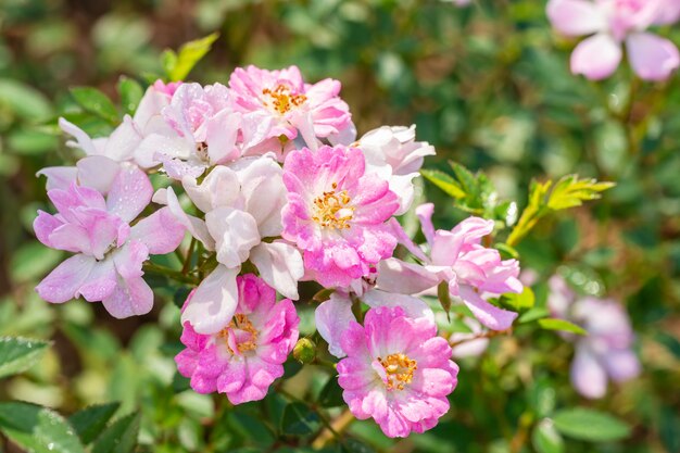 Rosas rosa e brancas, pétalas pequenas, planta ornamental, florescendo em um jardim, entre a luz do sol e o fundo desfocado de folhas verdes.