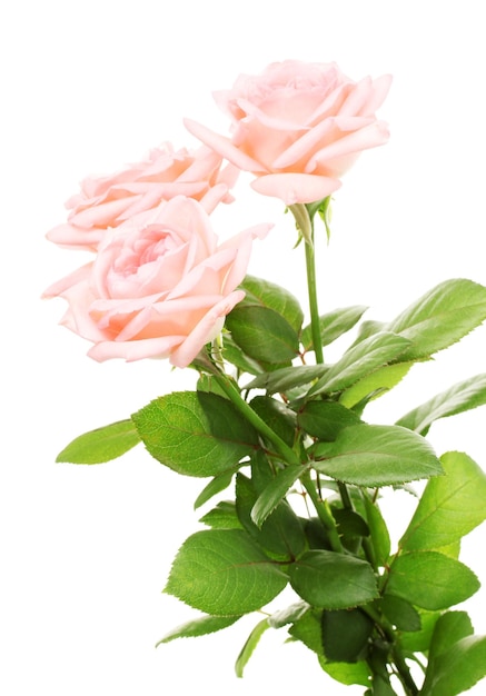 Rosas rosadas aisladas en blanco