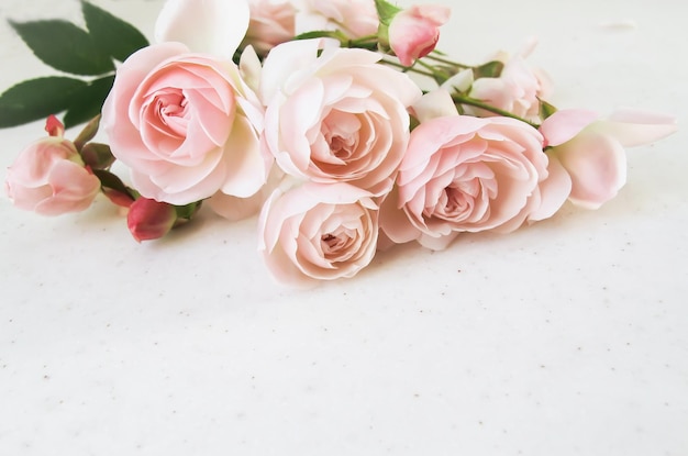 Rosas rosadas aisladas sobre fondo blanco Perfecto para tarjetas de felicitación e invitaciones de fondo