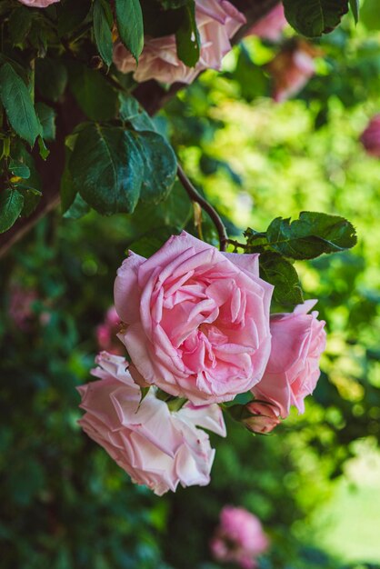 Rosas rosadas en un arbusto en verano