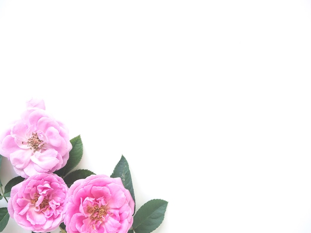 Rosas rosadas con brotes sobre un fondo blanco