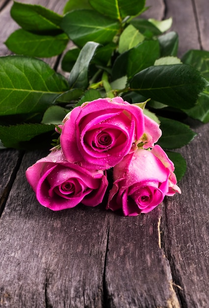 Rosas rosadas contra un fondo oscuro