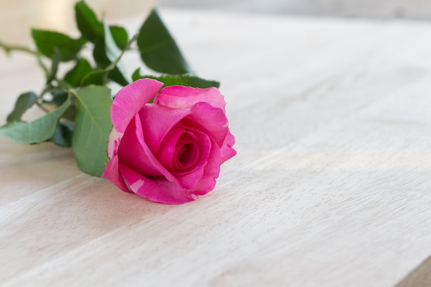 Rosas rosadas en el día de san valentín, fondo romántico