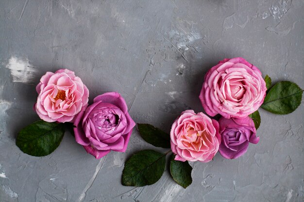 Las rosas rosadas se encuentran sobre un fondo de hormigón gris. Lugar para el texto de saludo.