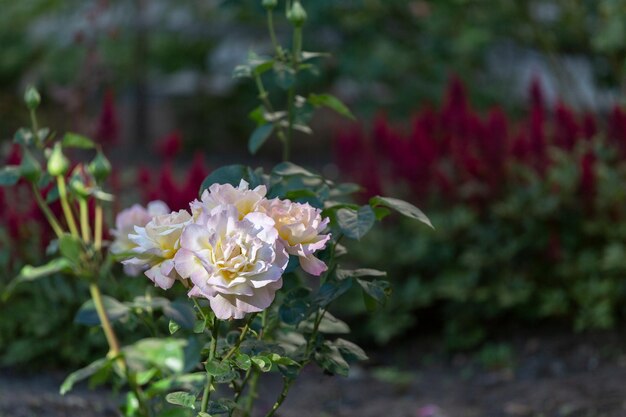 Rosas rosadas en el espacio de la copia del macizo de flores.