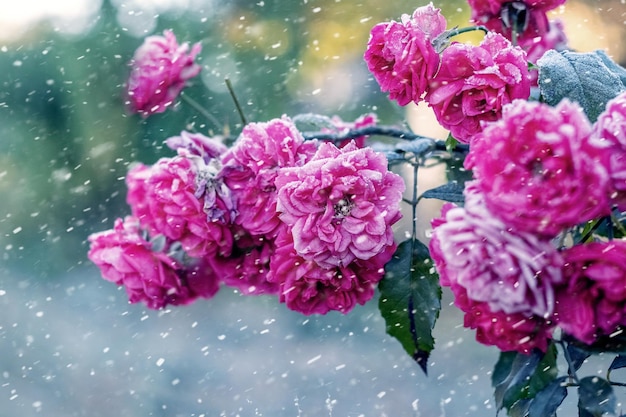 Las rosas rosadas están cubiertas de escarcha y escarcha en el jardín en el macizo de flores durante la nevada