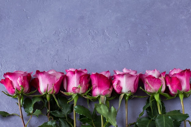 rosas rosadas en una fila