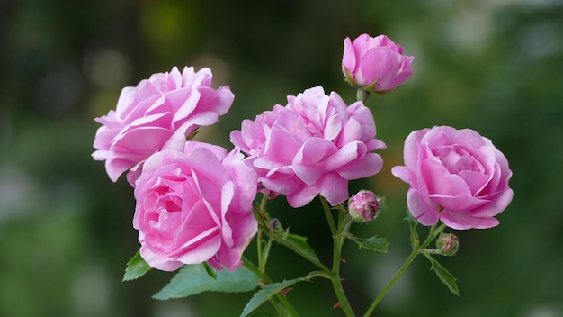 Las rosas rosadas florecen en el jardín.