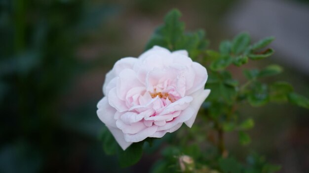 Rosas rosadas florecientes en el jardín Rosa mosqueta en el arbusto Rosas crecientes en el jardín