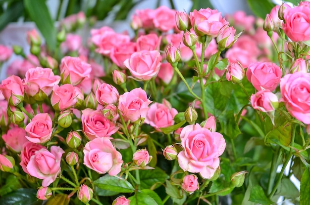 Rosas rosadas florecientes en verano en el jardín Rosas crecientes en un invernadero