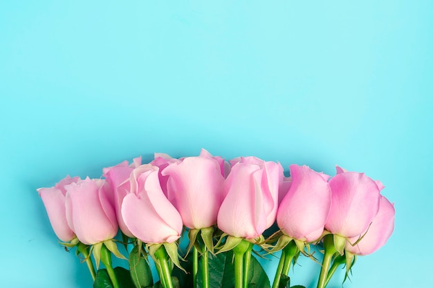 Rosas rosadas en fondo azul.