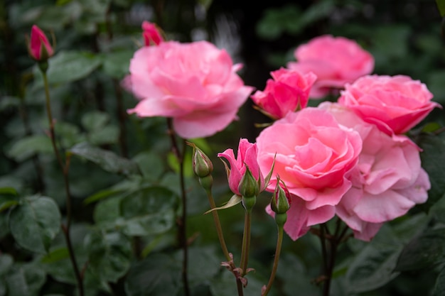 Rosas rosadas con fondo de hojas verdes