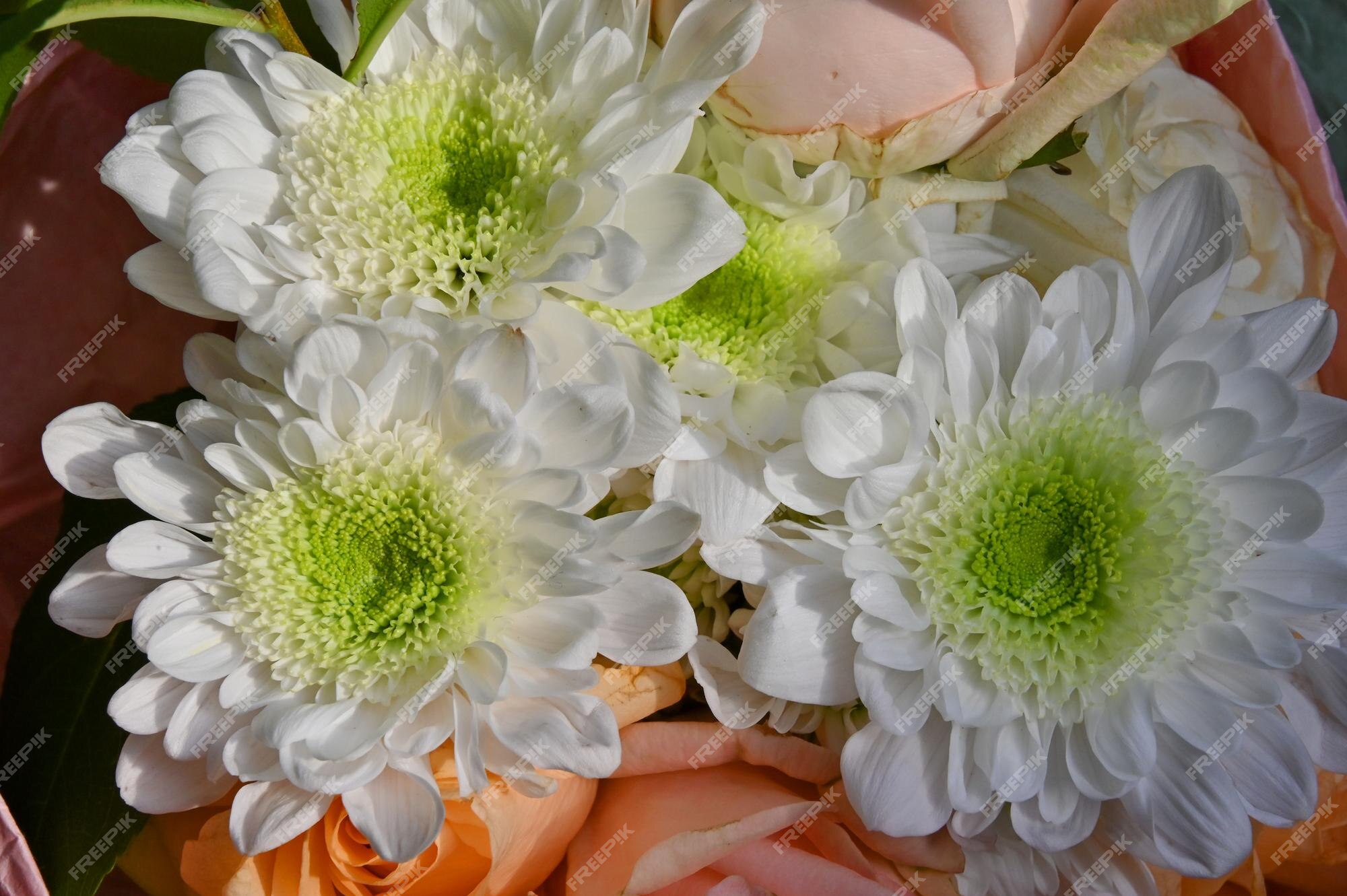 Rosas rosadas y gerberas blancas en un ramo hermoso | Foto Premium