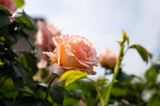 Rosas rosadas en el jardín de casa