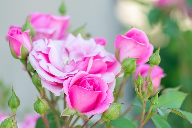 Rosas rosadas en el jardín Fondo floral de verano