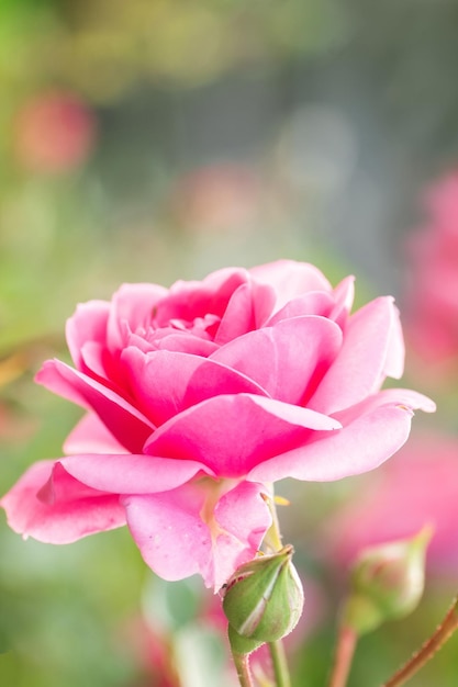 Rosas rosadas en el jardín Fondo floral de verano