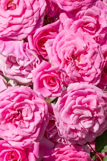 Rosas rosadas en el jardín Fondo floral de veranox9