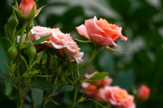 Rosas rosadas en el jardín entre hojas verdes en verano Capullo de rosa en un palo Rosas rosadas florecientes en la naturaleza