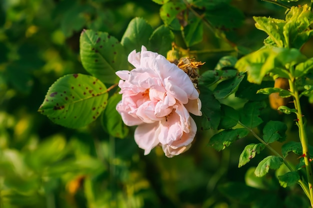 Rosas rosadas en jardín Plantas decorativas