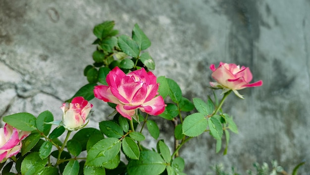 Rosas rosadas en el jardín de rosas rosadas en verano