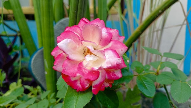 Rosas rosadas en el jardín de rosas rosadas en verano