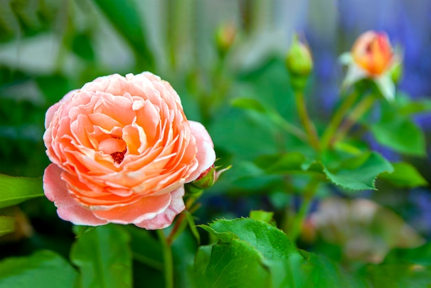 Rosas rosadas en el jardín de verano. Banner o postal de gran tamaño para imprimir o diseñar. Copie el espacio.