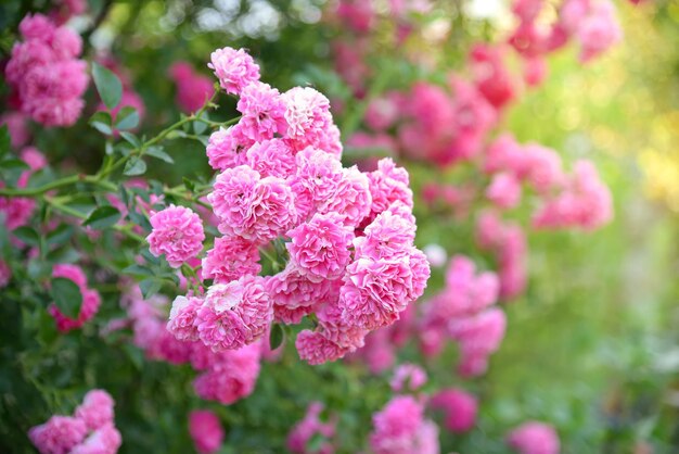 Rosas rosadas en el jardín