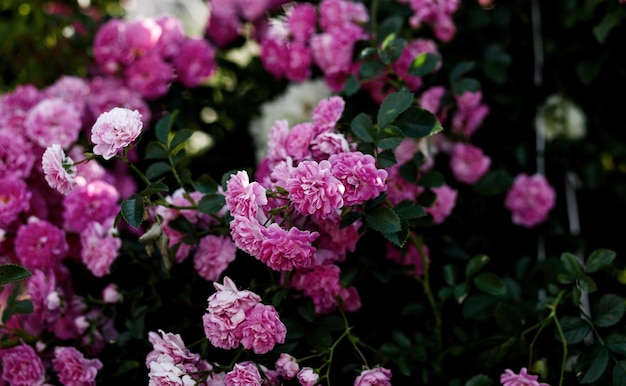 Rosas rosadas en el jardín