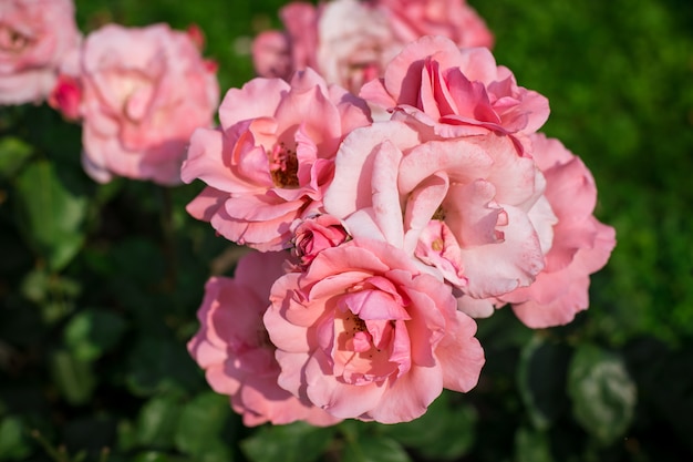 Rosas rosadas en el jardín