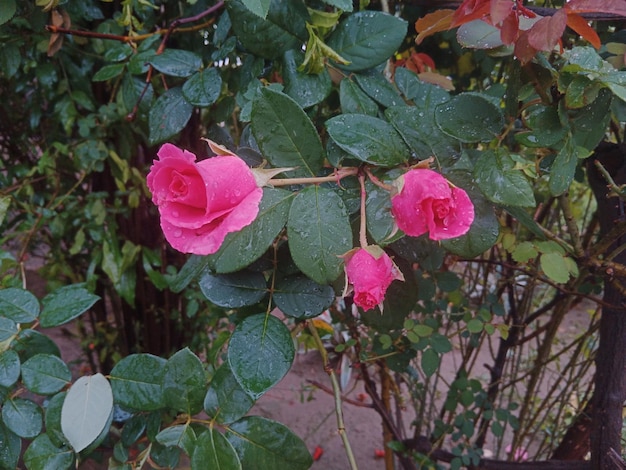 Rosas rosadas en una maceta